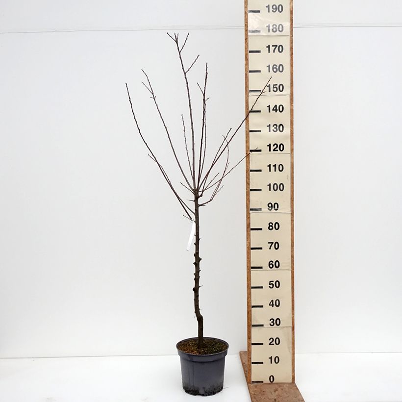 Exemplar von Pflaumenbaum Sainte Catherine - Prunus x domestica Topf mit 7,5L/10L, Gobelet-Form wie im Winter geliefert