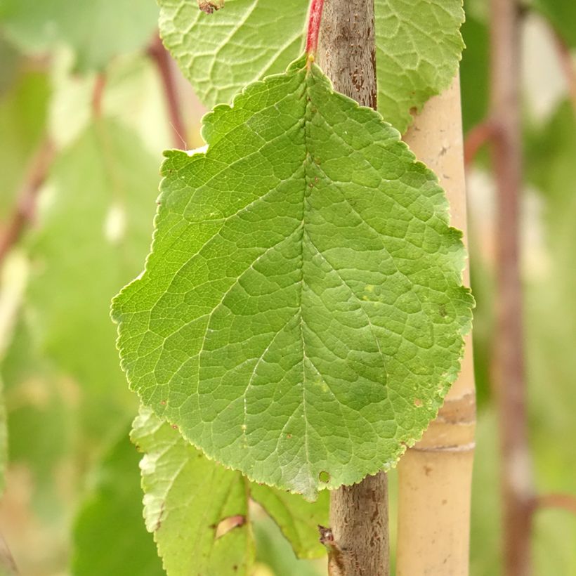 Zwetschge Tipala - Prunus domestica (Foliage)