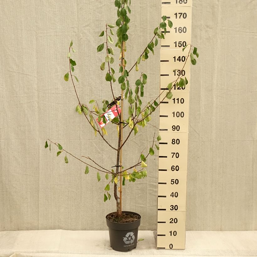 Example of Zwetschge Tipala - Prunus domestica Topf mit 7,5L/10L, Gobelet-Form as you get in automne