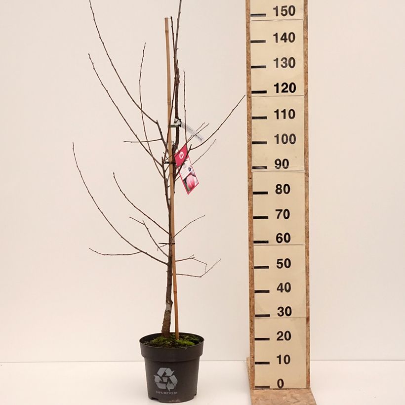 Exemplar von Zwetschge Tipala - Prunus domestica Topf mit 7,5L/10L, Gobelet-Form wie im Winter geliefert