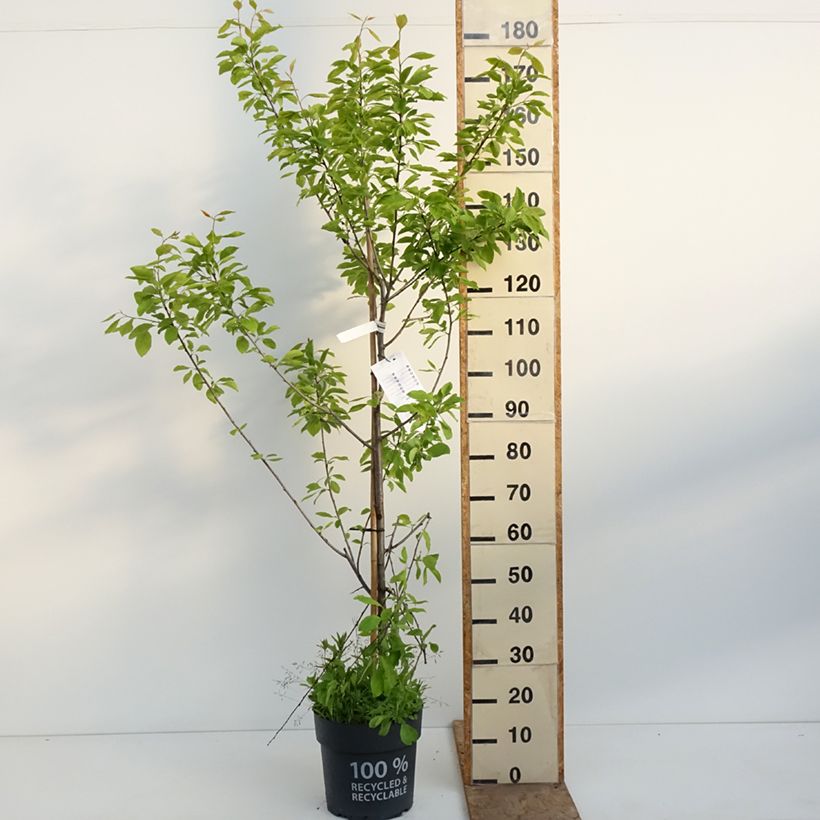 Exemplar von Zwetschge Tipala - Prunus domestica Topf mit 7,5L/10L, Gobelet-Form wie im Frühjahr geliefert