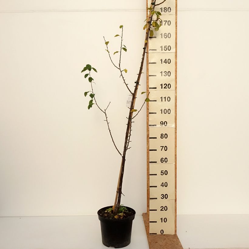 Exemplar von Pflaume Węgierka Dąbrowicka - Prunus domestica Topf mit 7,5L/10L, Gobelet-Form wie im Herbst geliefert