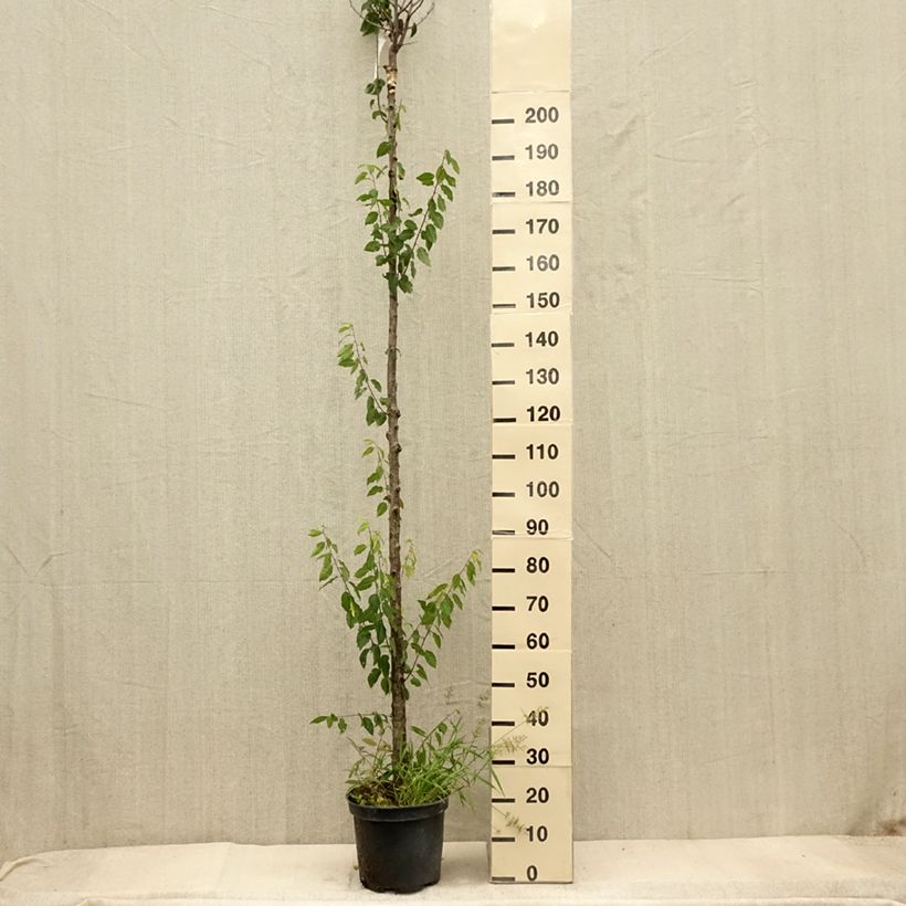 Example of Pflaume Wignon - Prunus domestica Topf mit 7,5L/10L, Hochstamm as you get in automne
