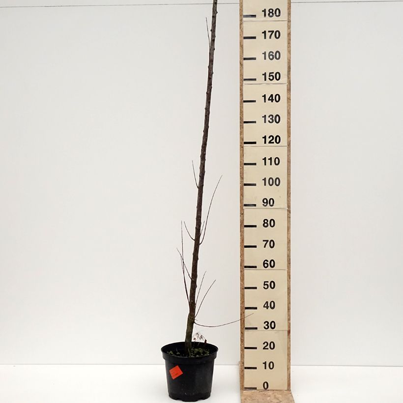 Exemplar von Pflaume Wignon - Prunus domestica Topf mit 7,5L/10L, Hochstamm wie im Winter geliefert
