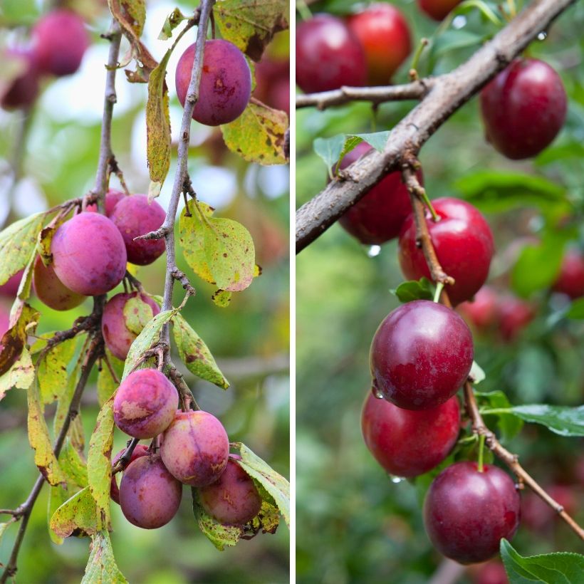 Pflaume Opal, Victoria - Prunus domestica (Harvest)