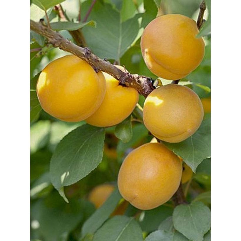 Aprikose Bulida - Prunus armeniaca (Harvest)