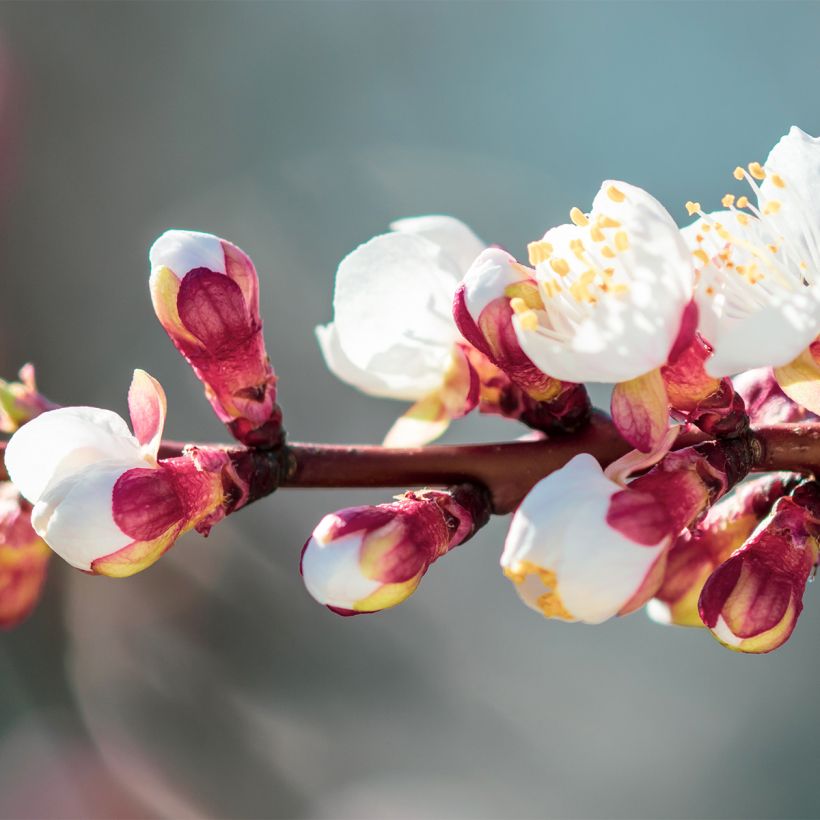 Aprikose Compacta - Prunus armeniaca (Flowering)