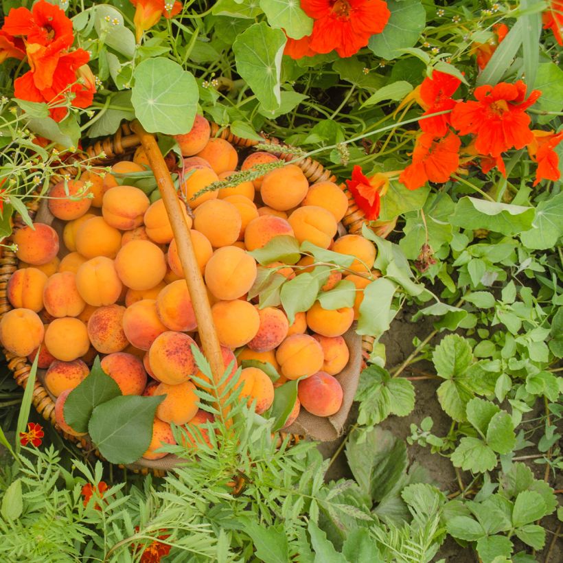 Aprikose Compacta - Prunus armeniaca (Harvest)