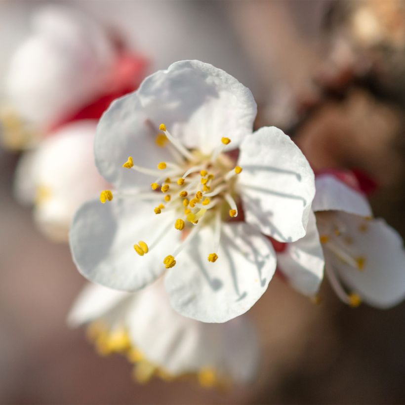 Aprikose Nanum - Prunus armeniaca (Flowering)