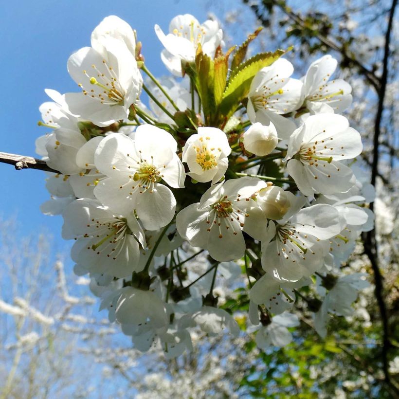 Kirschbaum - Prunus avium (Flowering)