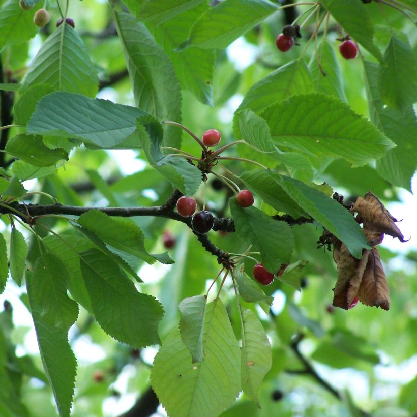 Kirschbaum - Prunus avium (Foliage)