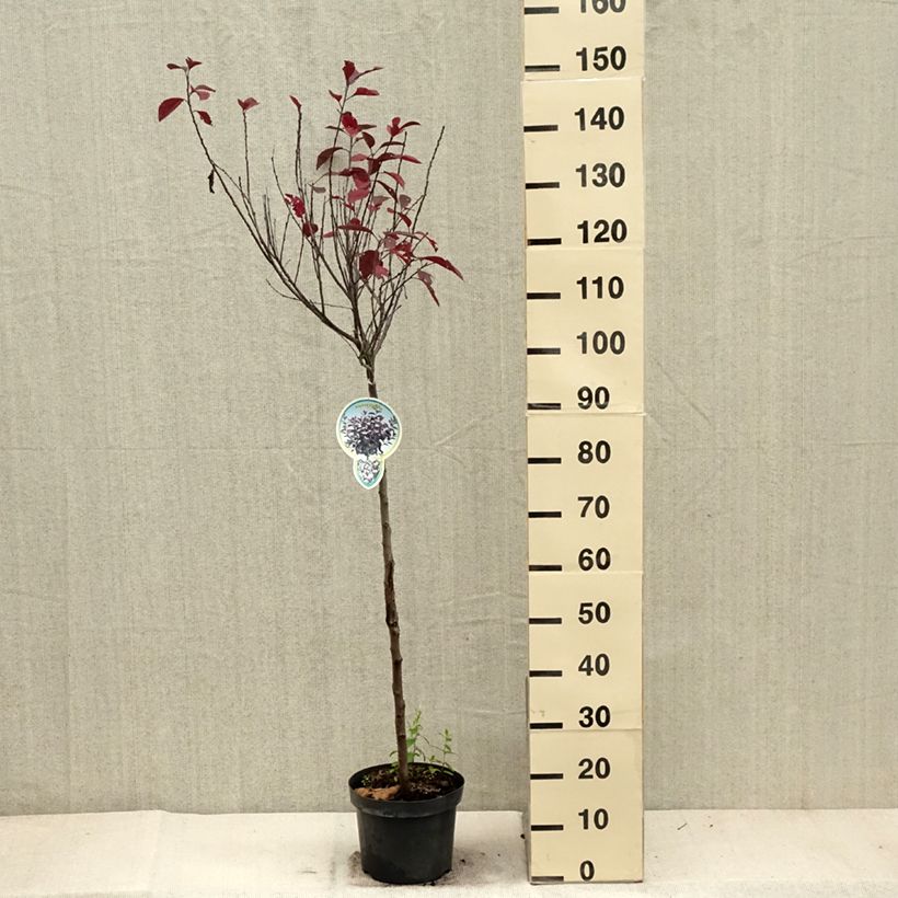 Example of Zwerg-Blutpflaume - Prunus cistena Topf mit 4L/5L as you get in automne