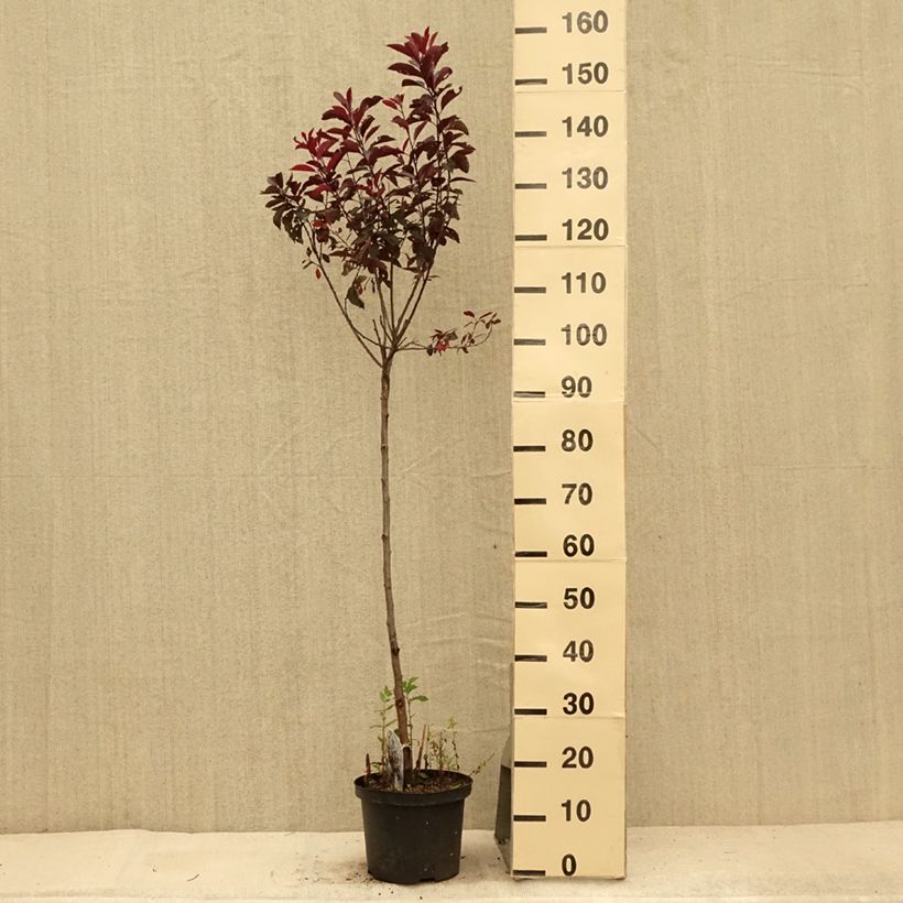 Exemplar von Zwerg-Blutpflaume - Prunus cistena Topf mit 4L/5L, Stamm wie im Sommer geliefert