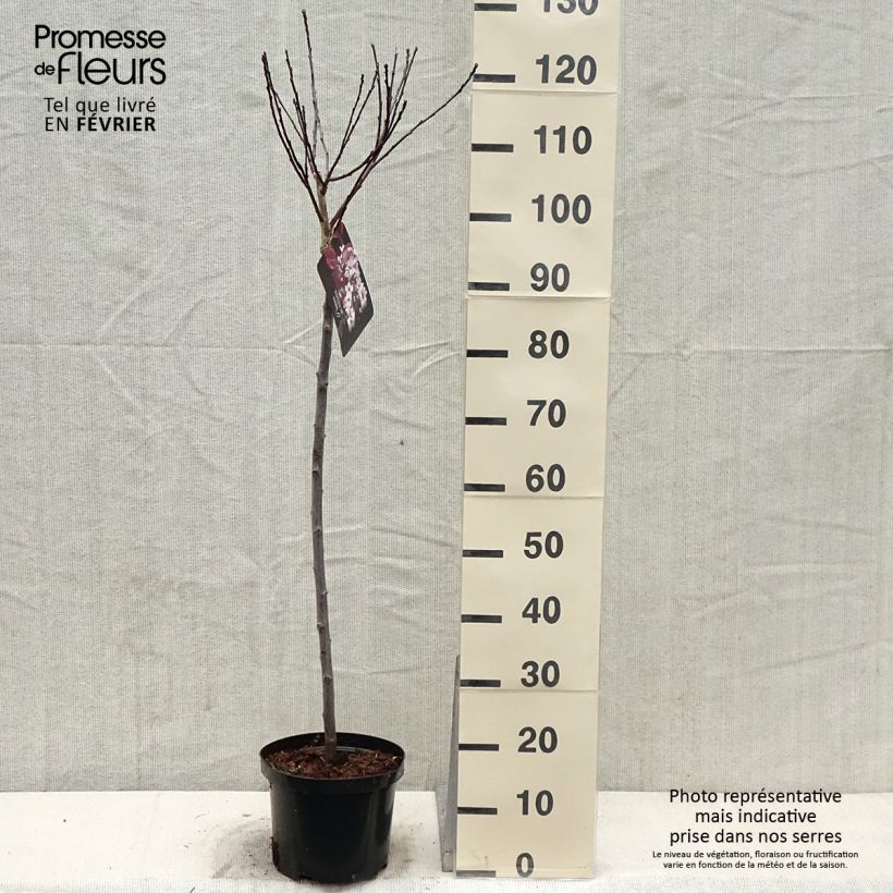 Exemplar von Zwerg-Blutpflaume - Prunus cistena Topf mit 4L/5L wie im Winter geliefert