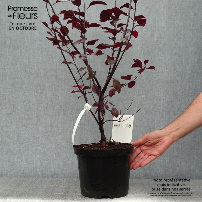 Example of Zwerg-Blutpflaume - Prunus cistena Topf mit 4L/5L as you get in automne