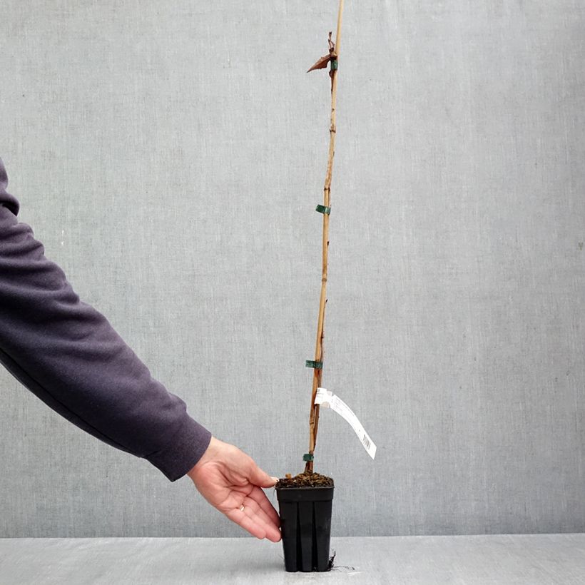 Exemplar von Zierkirsche First Blush - Prunus Topf mit 1L/1,5L wie im Herbst geliefert