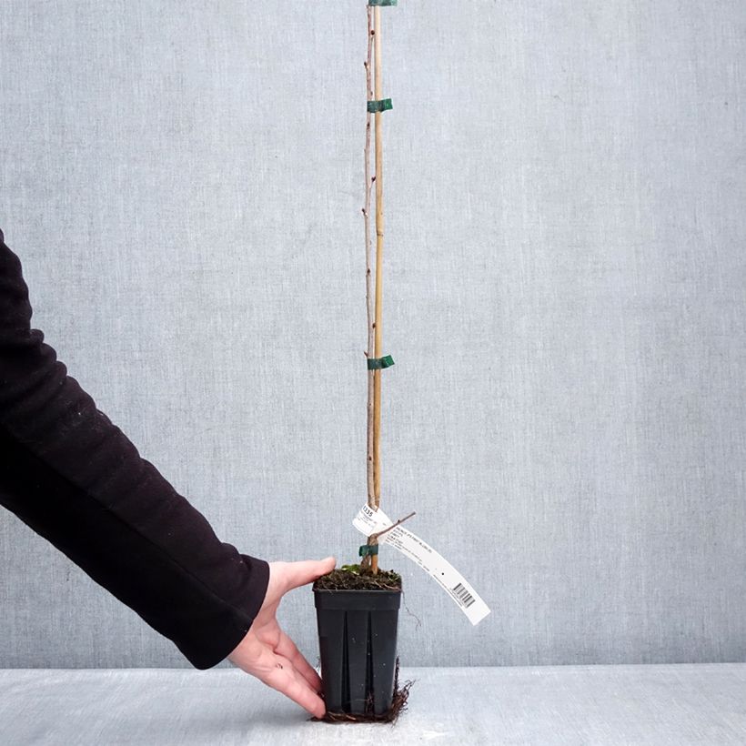 Exemplar von Zierkirsche First Blush - Prunus Topf mit 1L/1,5L wie im Winter geliefert