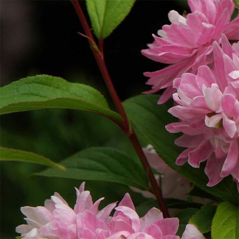 Drüsen-Kirsche Rosea Plena - Prunus glandulosa (Foliage)