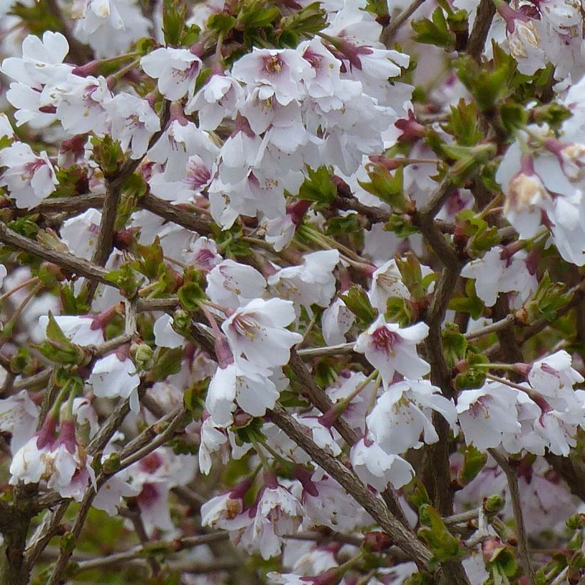Fuji-Kirsche Kojo no mai - Prunus incisa (Flowering)
