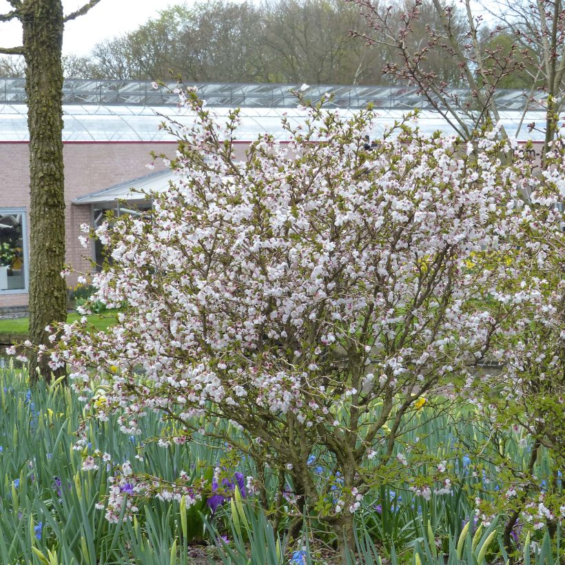Fuji-Kirsche Kojo no mai - Prunus incisa (Plant habit)