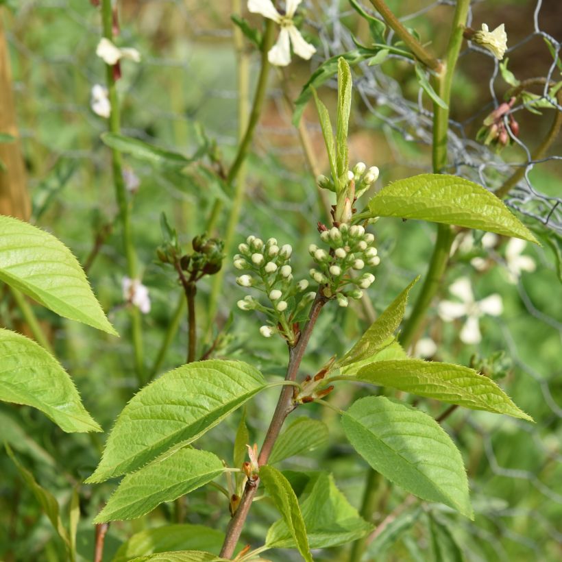 Mandschurische Kirsche Amber Beauty - Prunus maackii (Foliage)