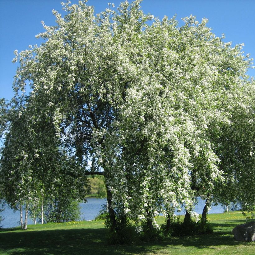 Gewöhnliche Trauben-Kirsche - Prunus padus (Plant habit)
