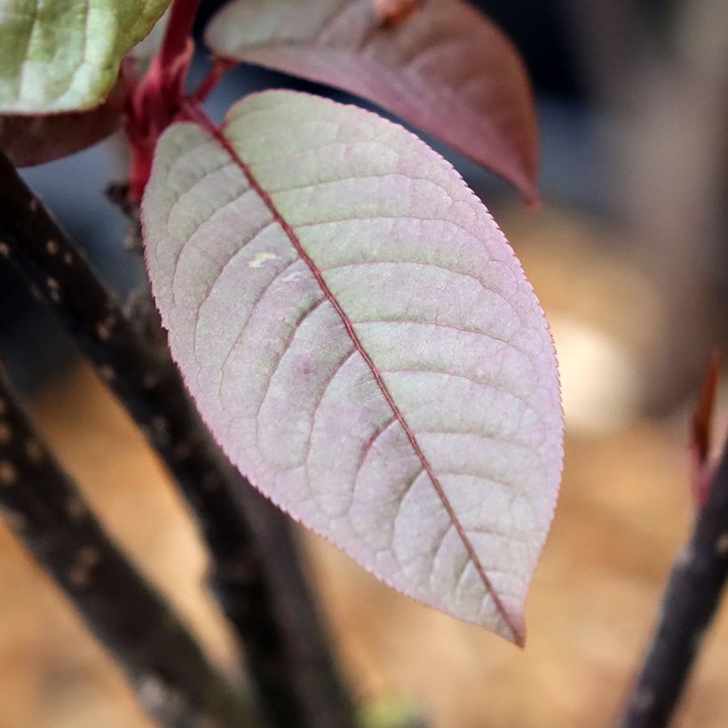 Gewöhnliche Trauben-Kirsche Colorata - Prunus padus (Laub)