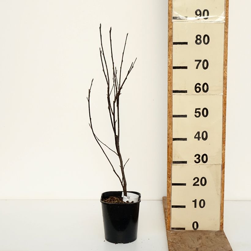 Exemplar von Gewöhnliche Trauben-Kirsche Colorata - Prunus padus Topf mit 4L/5L wie im Winter geliefert