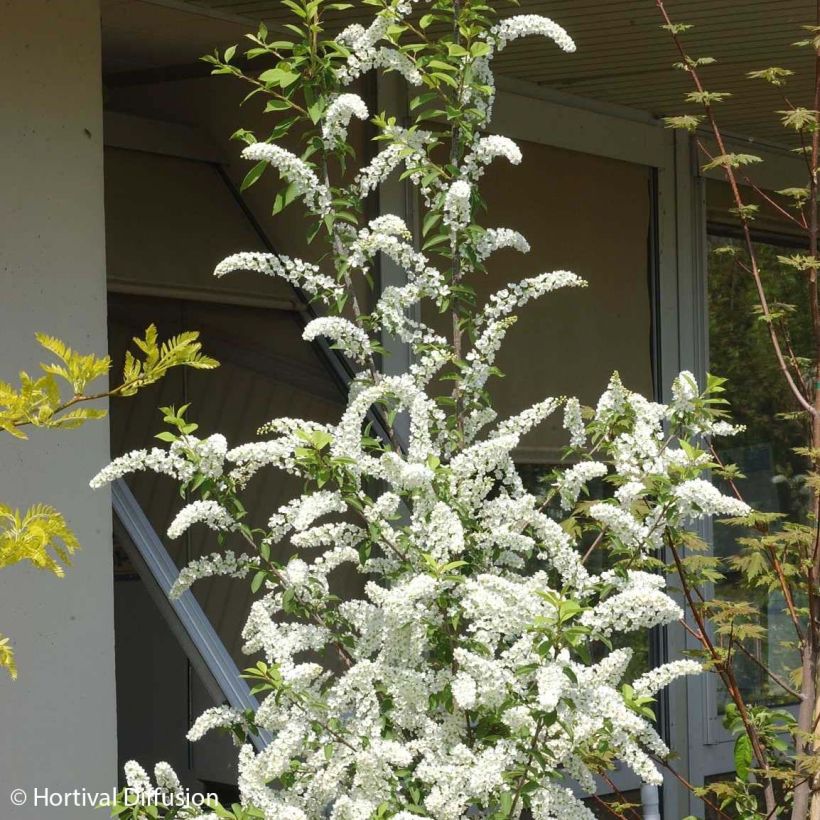 Gewöhnliche Trauben-Kirsche Le Thoureil - Prunus padus (Flowering)