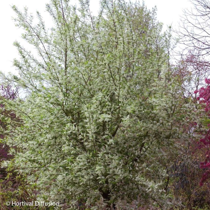 Gewöhnliche Trauben-Kirsche Le Thoureil - Prunus padus (Plant habit)