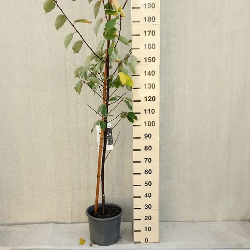 Example of Gewöhnliche Trauben-Kirsche Le Thoureil - Prunus padus Topf mit 12L/15L as you get in automne