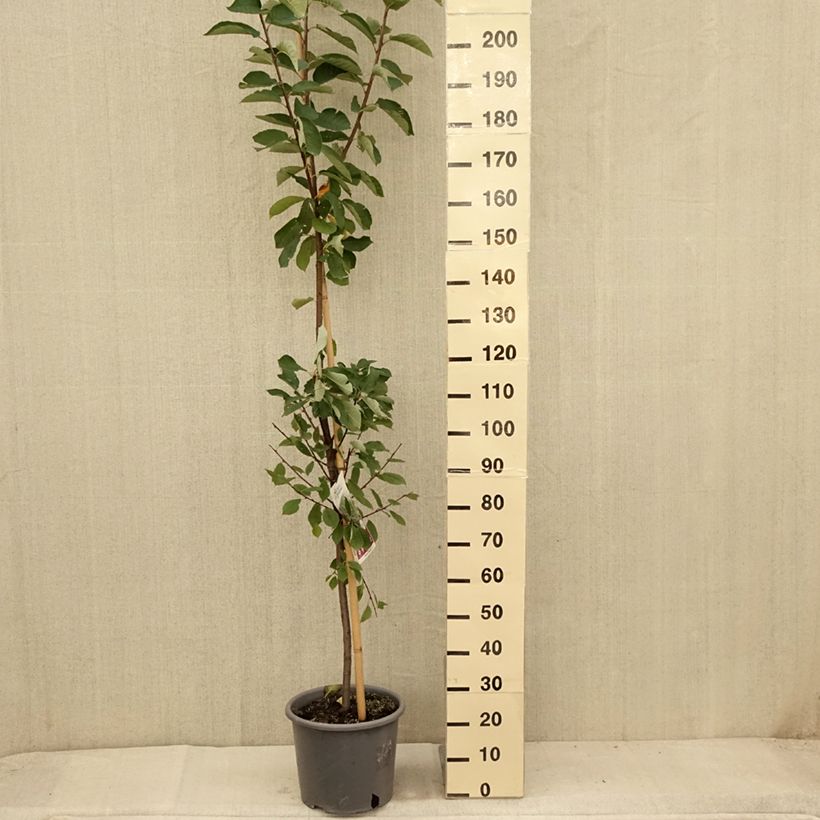 Exemplar von Gewöhnliche Trauben-Kirsche Le Thoureil - Prunus padus Topf mit 12L/15L wie im Sommer geliefert