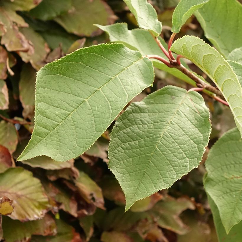 Gewöhnliche Trauben-Kirsche Le Thoureil - Prunus padus (Foliage)