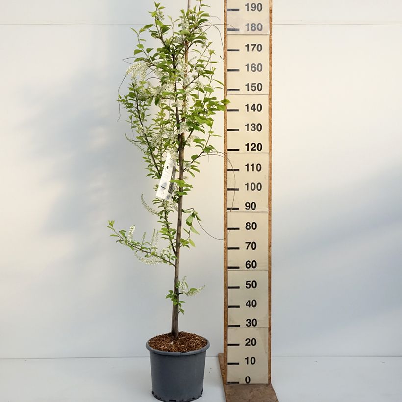 Exemplar von Gewöhnliche Trauben-Kirsche Le Thoureil - Prunus padus Topf mit 12L/15L wie im Frühjahr geliefert