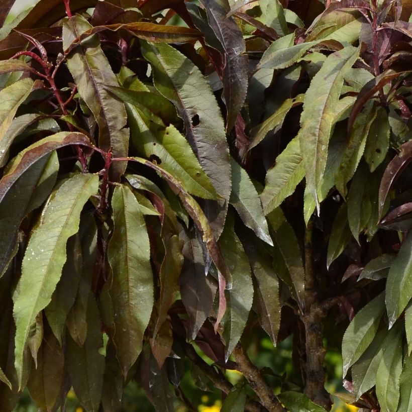 Pfirsich Crimson 'Bonfire' - Prunus persica (Foliage)