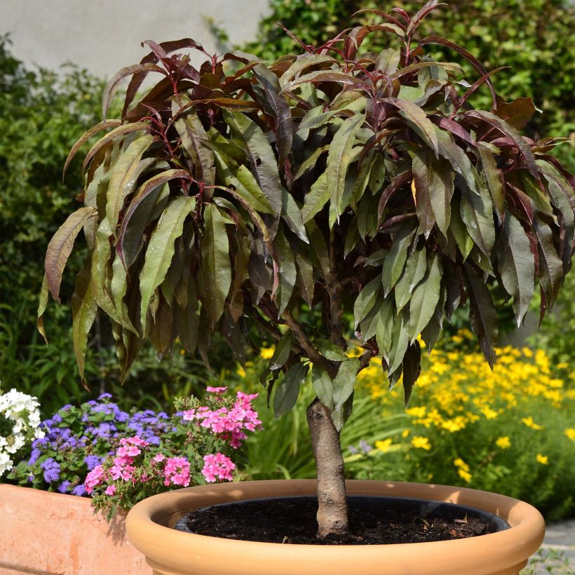 Pfirsich Crimson 'Bonfire' - Prunus persica (Plant habit)