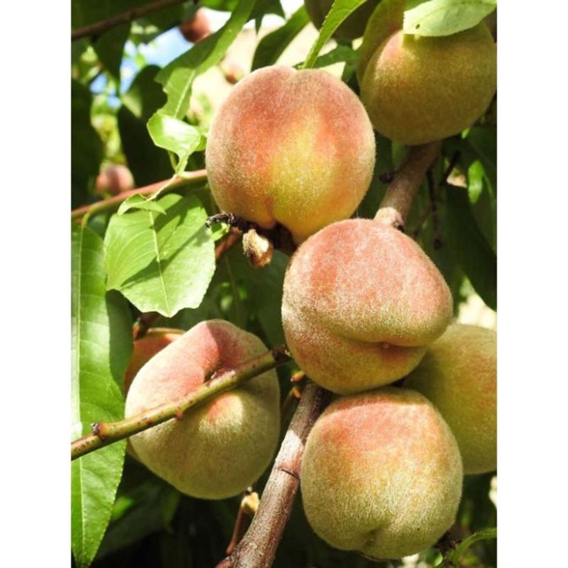 Nektarine Nectarose - Prunus persica nucipersica (Harvest)