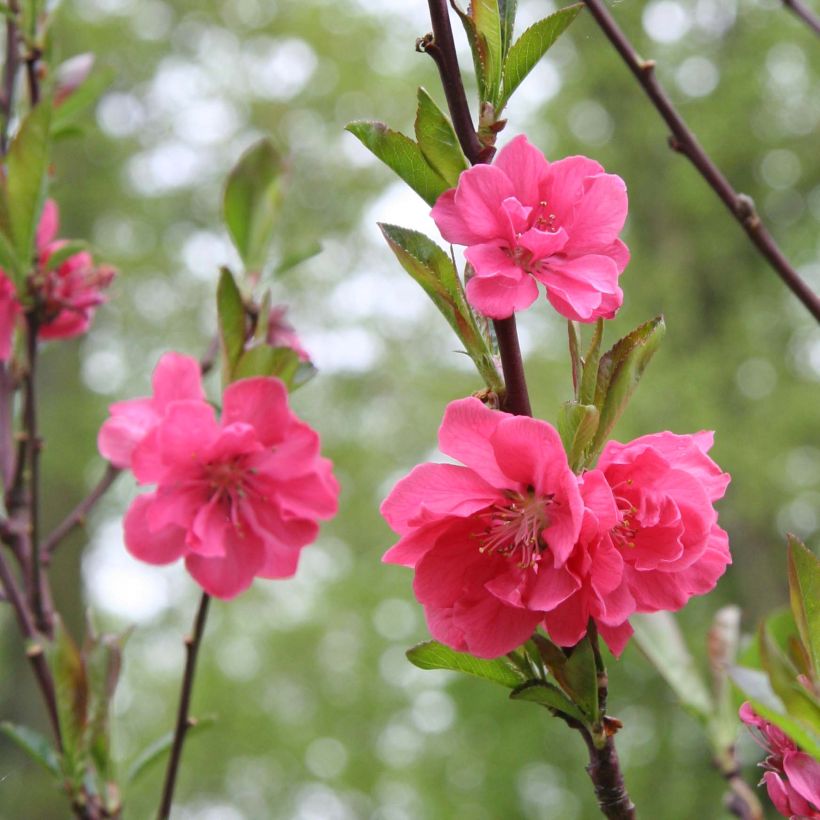 Zierpfirsich Taoflora Pink - Prunus persica (Flowering)