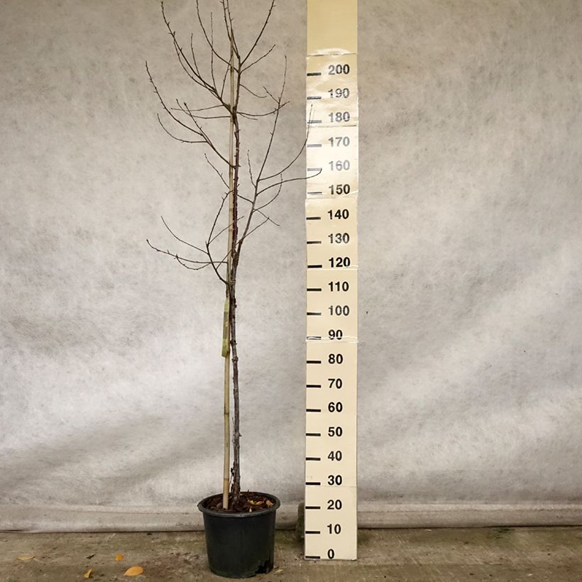 Example of Mahagoni-Kirsche Amber Scots - Prunus serrula Topf mit 7,5L/10L as you get in automne