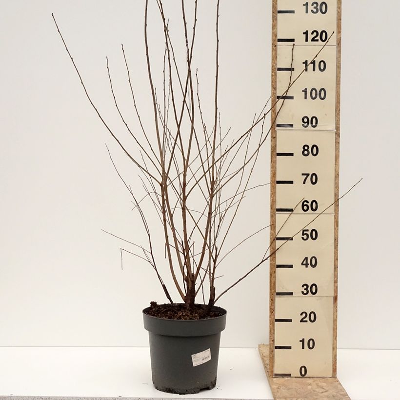 Exemplar von Mahagoni-Kirsche - Prunus serrula Topf mit 12L/15L wie im Winter geliefert