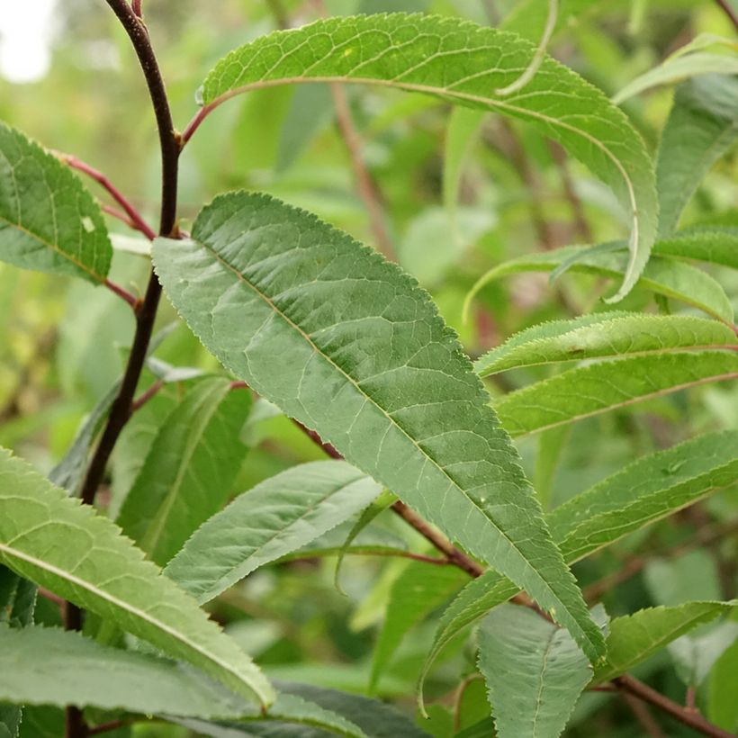 Mahagoni-Kirsche - Prunus serrula (Foliage)