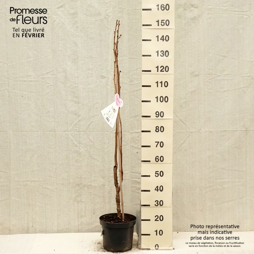 Exemplar von Zierkirsche Amanogawa - Prunus serrulata Topf mit 7,5L/10L wie im Winter geliefert