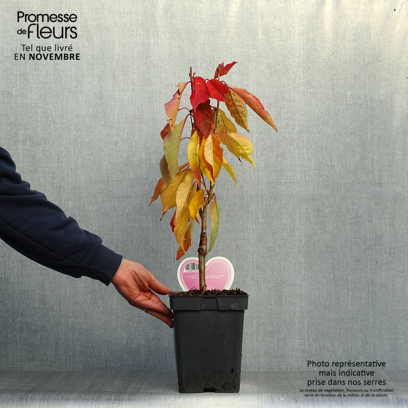 Example of Zierkirsche Amanogawa - Prunus serrulata Topf mit 4L/5L as you get in automne