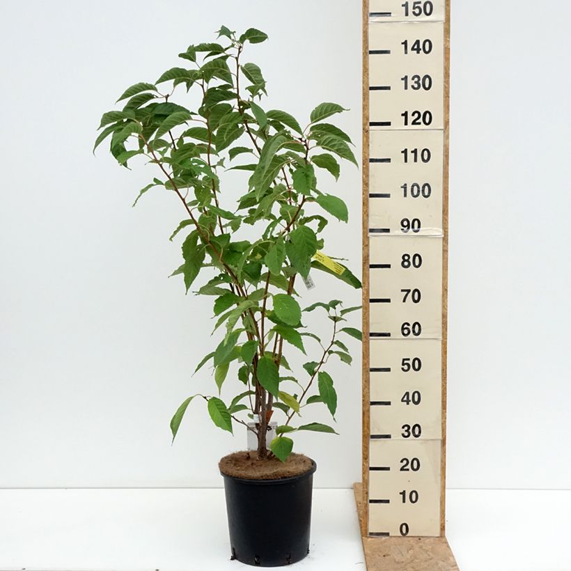 Example of Zierkirsche Amanogawa - Prunus serrulata Topf mit 7,5L/10L as you get in ete