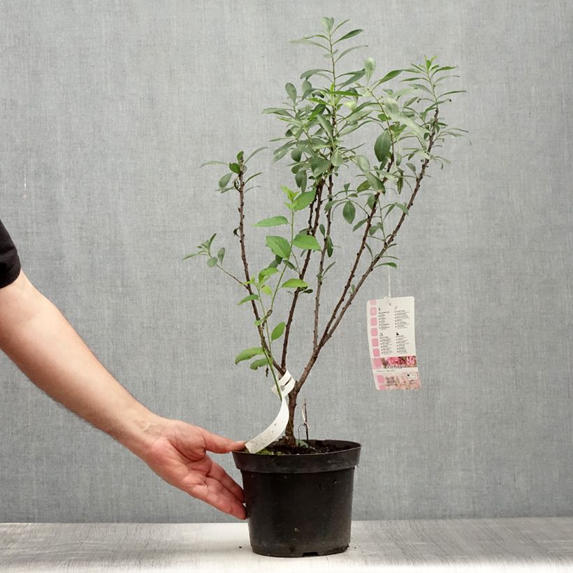 Example of Zwergmandel Fire Hill - Prunus tenella Topf mit 3L/4L as you get in ete