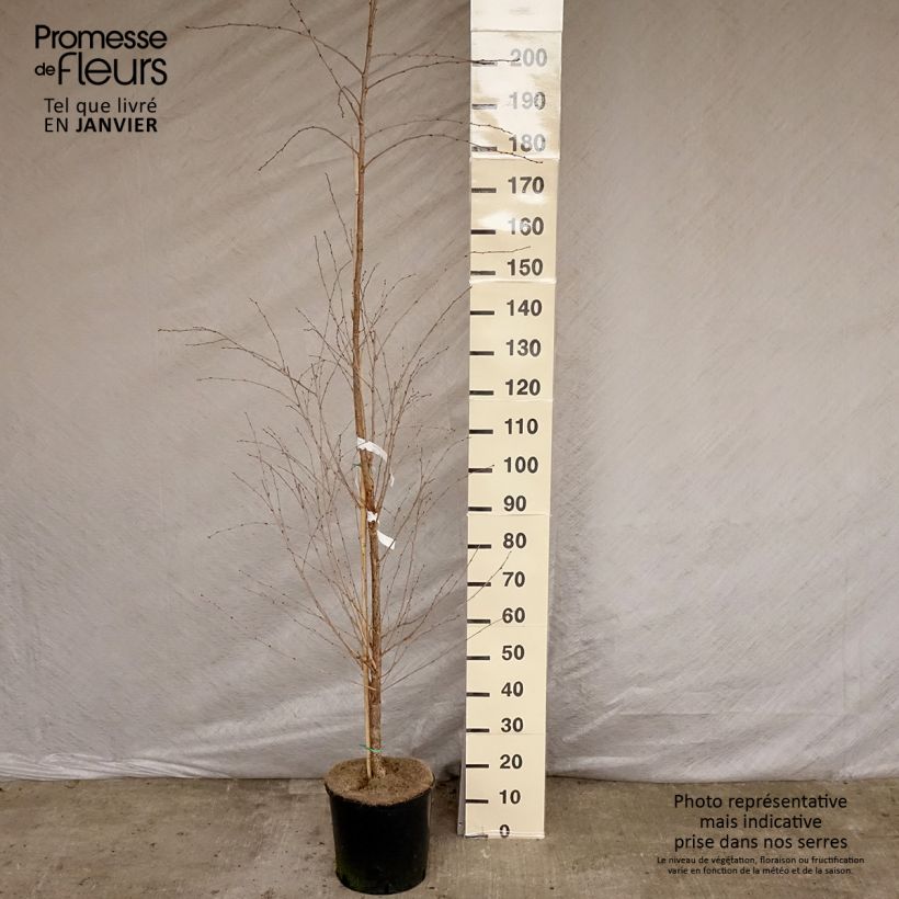Exemplar von Zierkirsche The Bride - Prunus Topf mit 12L/15L wie im Winter geliefert