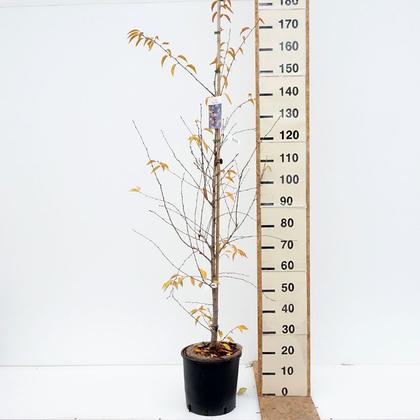 Exemplar von Zierkirsche The Bride - Prunus Topf mit 12L/15L, Stamm wie im Herbst geliefert