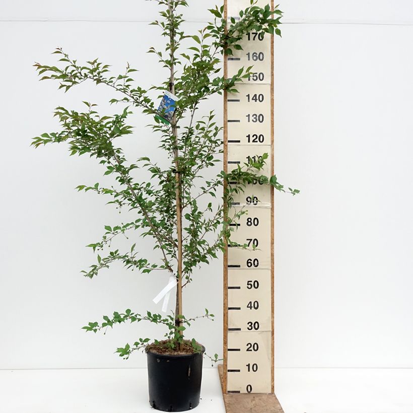 Exemplar von Zierkirsche The Bride - Prunus Topf mit 12L/15L, Stamm wie im Frühjahr geliefert