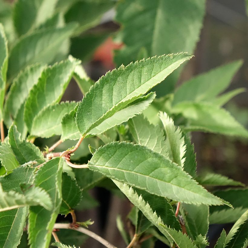 Zierkirsche The Bride - Prunus (Foliage)
