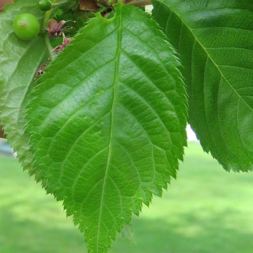 Zierkirsche Umineko - Prunus (Foliage)